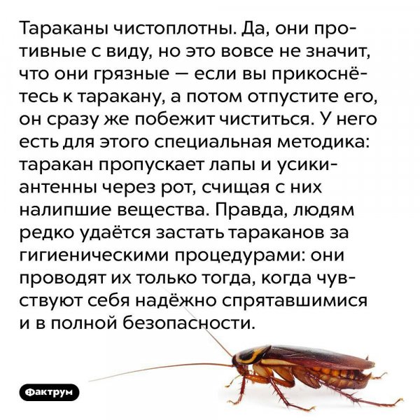 Тараканы
