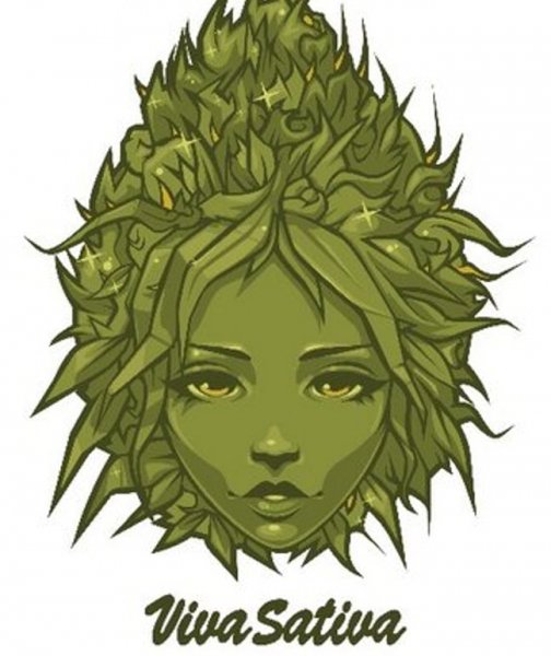 Sativa