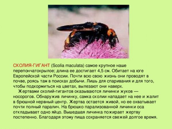 Сколия - гигант