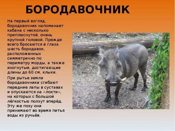 Бородавочник
