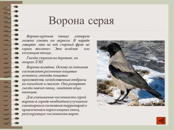 Ворона серая