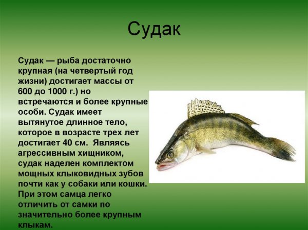Судак