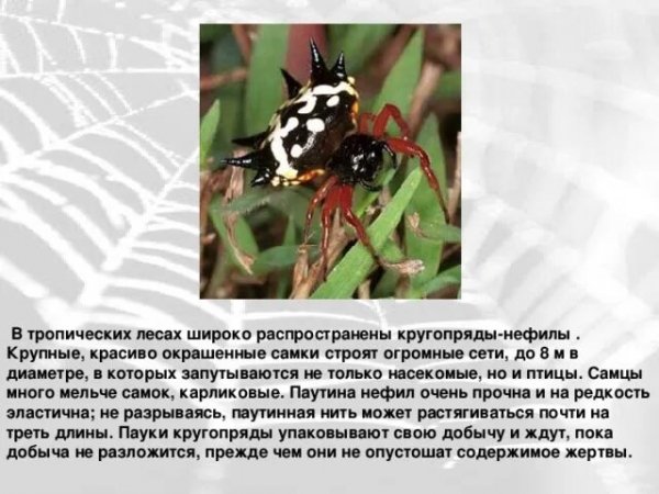 Кругопряды - нефилы