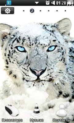 tigr