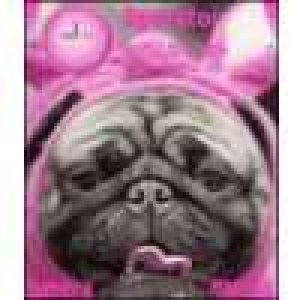 Cute Pug