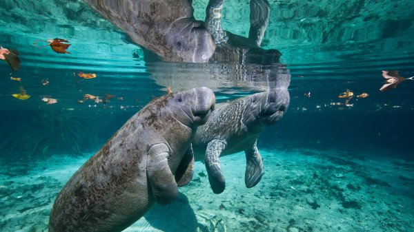 ManateeMama ROW8760132348 UHD