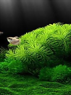 Akvarium2
