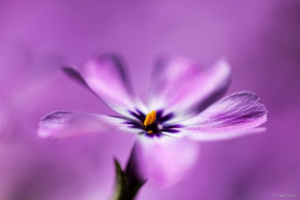 Img (4)