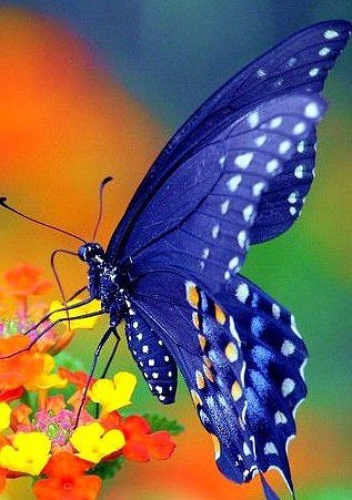 image (93)