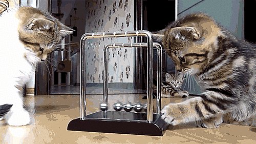 Котята