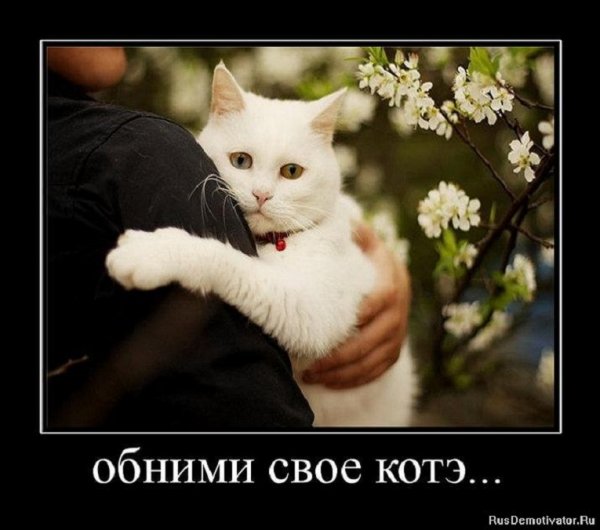 Обними котэ