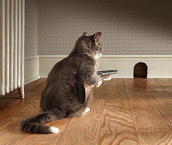 Котэ обои ПК