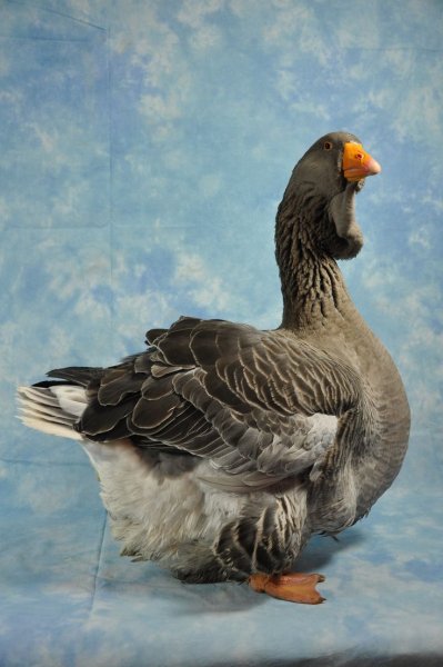 e6