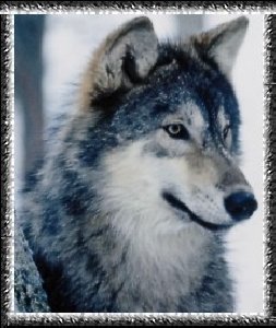 theme wolf