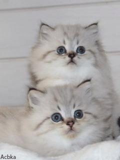 file_49939835