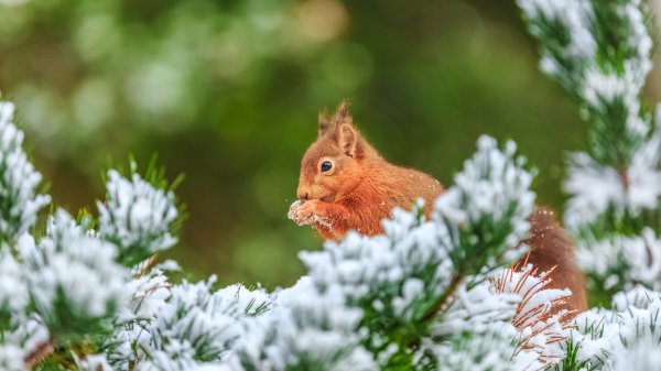 FrostySquirrel ROW4524085352 UHD