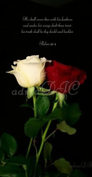Red Rose