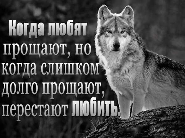 Волк