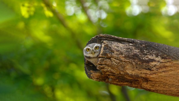 SpottedOwlet ROW7217108888 UHD