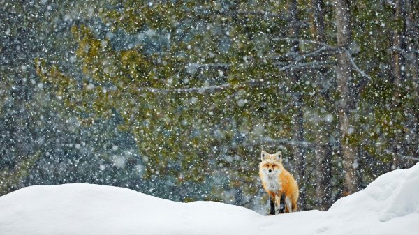 TetonFox ROW1833044776 UHD