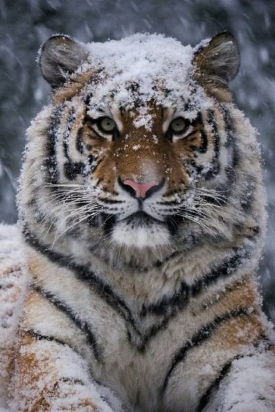 ТИГР