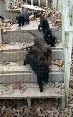 ))