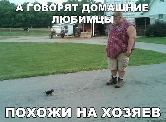 Домашние любимцы