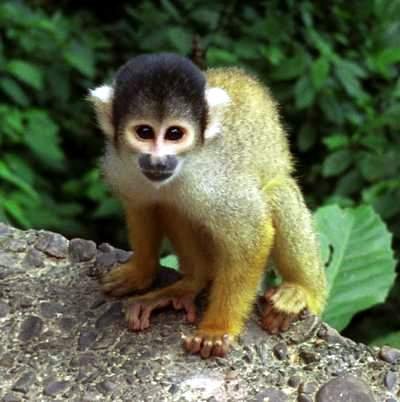 squirell monkey