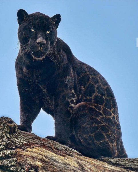 jaguar