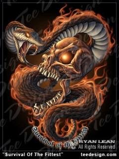 Snake skull
