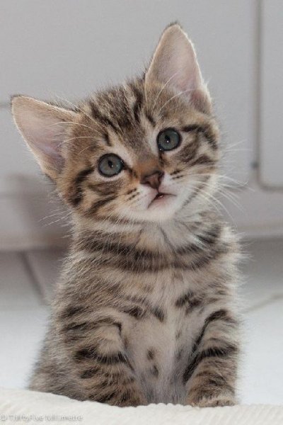 The kittens Plus