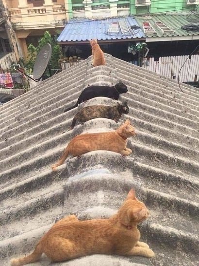 Коты на крыше