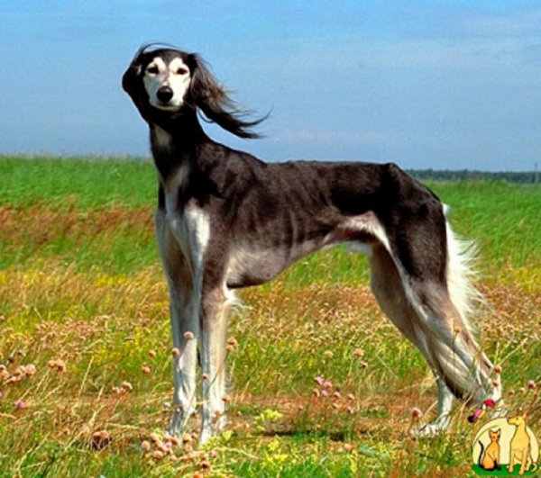 Тазы