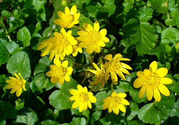 Чистяк весенний (Ficaria verna Huds.)