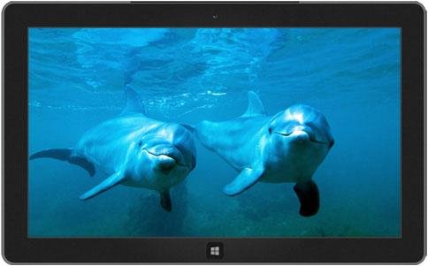 Dolphins