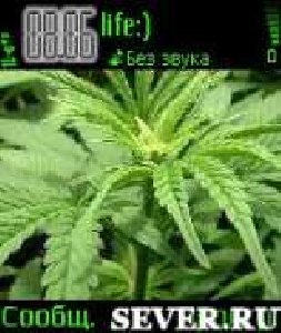 ganja