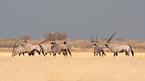 GemsbokBotswana ROW8813992308 UHD