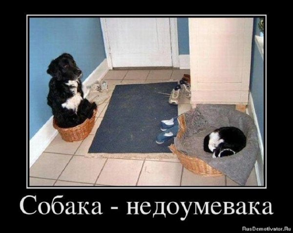Собака недоумевака