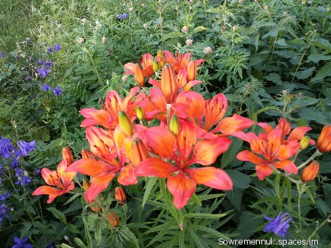 file_83334939