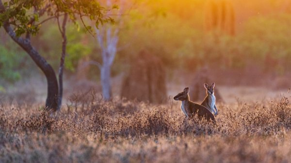 SunriseWallabies ROW4908014597 UHD