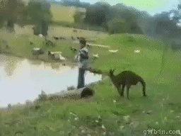 Кенгуру-каратист