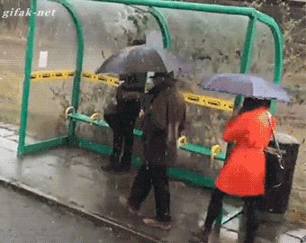 Удачно спрятались от дождя