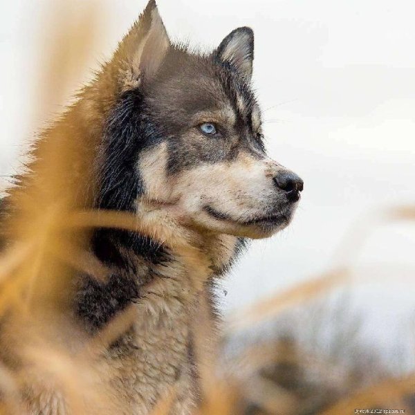 volk