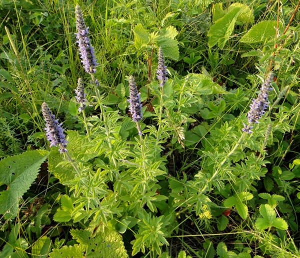 Шизонепета многонадрезанная (Schizonepeta multifida)