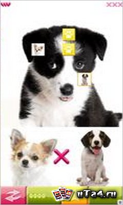 Puppy-Pairs-240X400
