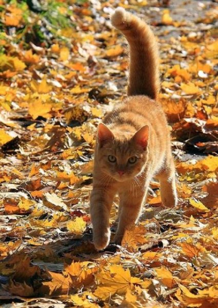 Осенний кот