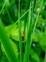 Lonely Nature N