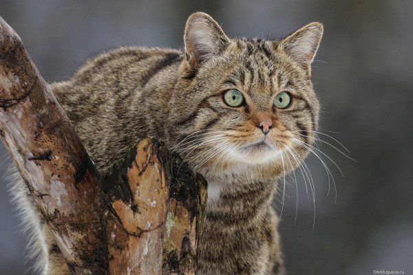 Котэ обои ПК