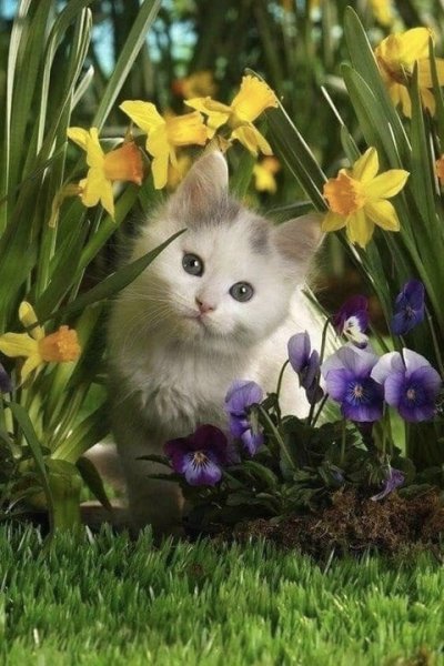 Котенок