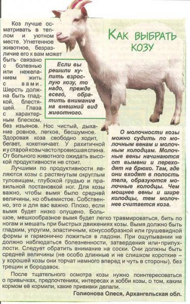 Как выбрать козу